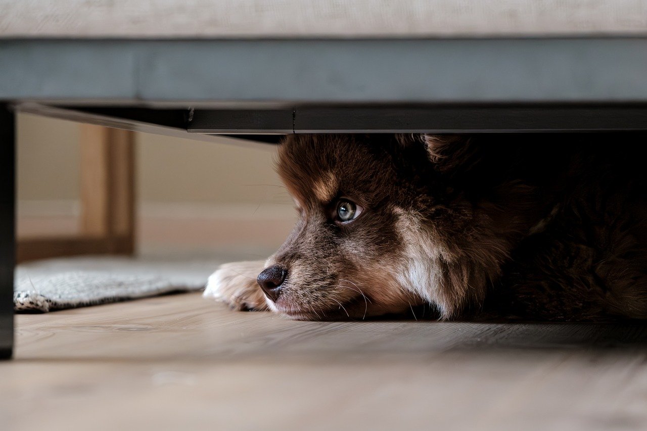 How to Address Aggressive Behavior in Dogs